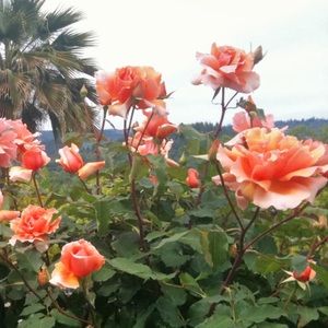 Meet your Posher, Nancy